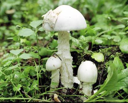 Amanita virosa